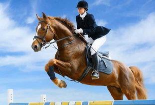 女主播骑马玩球视频下载  第3张